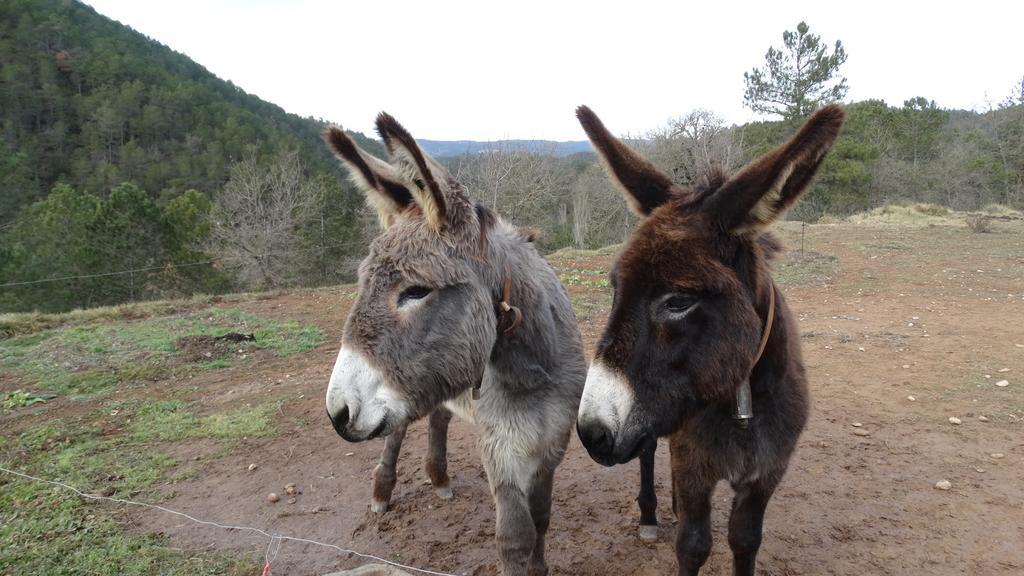Masia Ca L'Anima La Baronia de Rialb Quarto foto