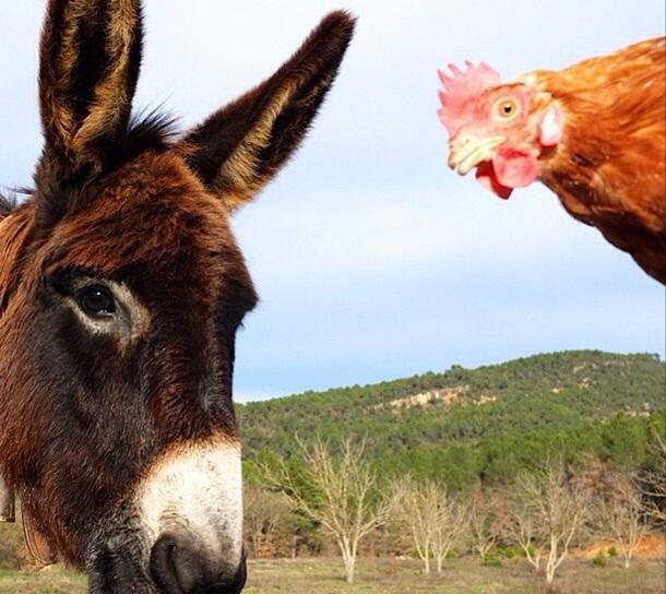 Masia Ca L'Anima La Baronia de Rialb Quarto foto