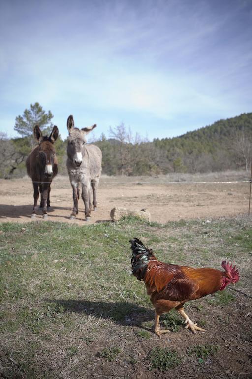 Masia Ca L'Anima La Baronia de Rialb Quarto foto