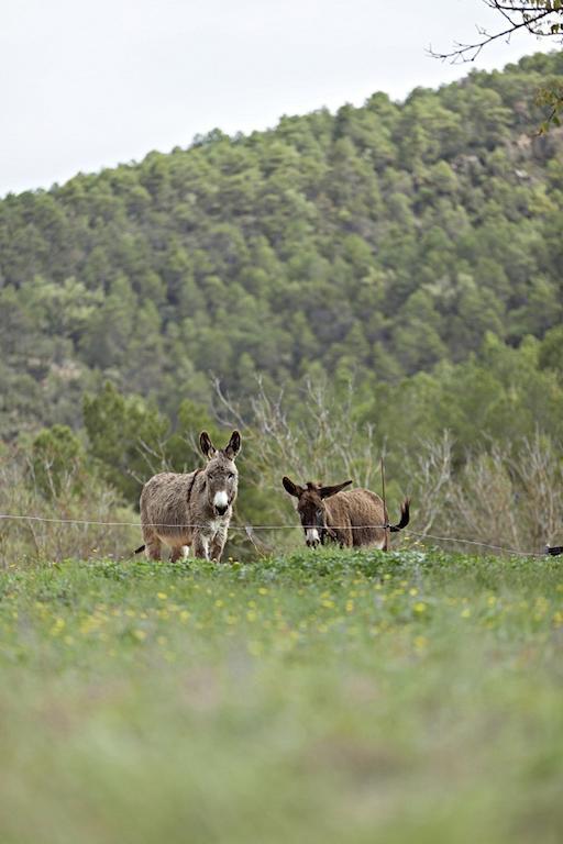 Masia Ca L'Anima La Baronia de Rialb Quarto foto